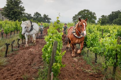Viñedos de Burdeos, cuna de los blends tinto más icónicos del mundo, cuyo componente central es el Cabernet Sauvignon