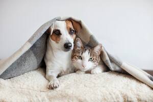¿Cómo hacer para que las mascotas no sufran los festejos de Año Nuevo?