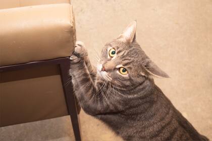 Cómo hacer que tu gato deje de arañar los muebles con un rascador