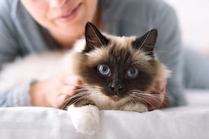 Cómo hacer que tu gato deje de arañar los muebles con un rascador