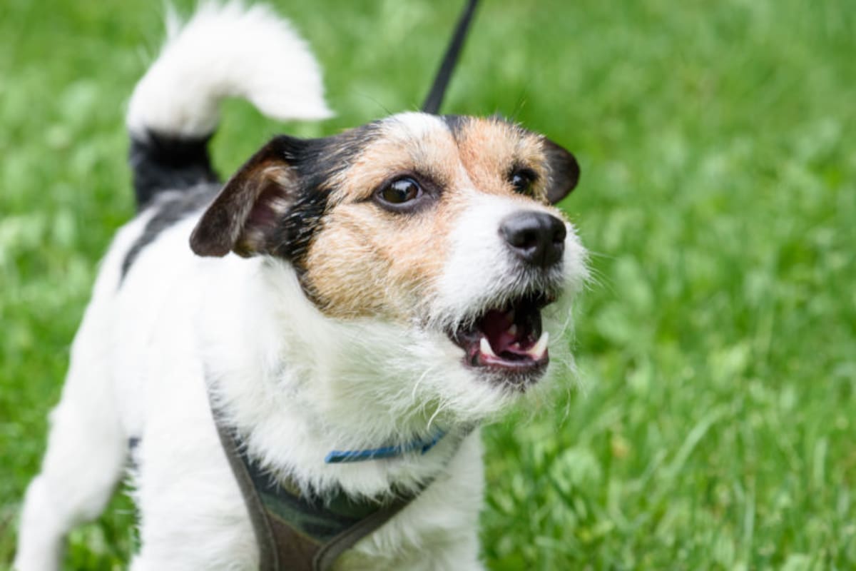 Cómo hacer que tu perro deje de ladrar sin parar