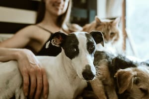 ¿Cómo hacer vomitar a un perro? Guía para saber cómo actuar