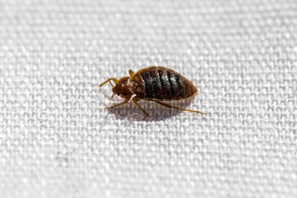 Cómo identificar la presencia de chinches en los hoteles de alojamientos o Airbnb