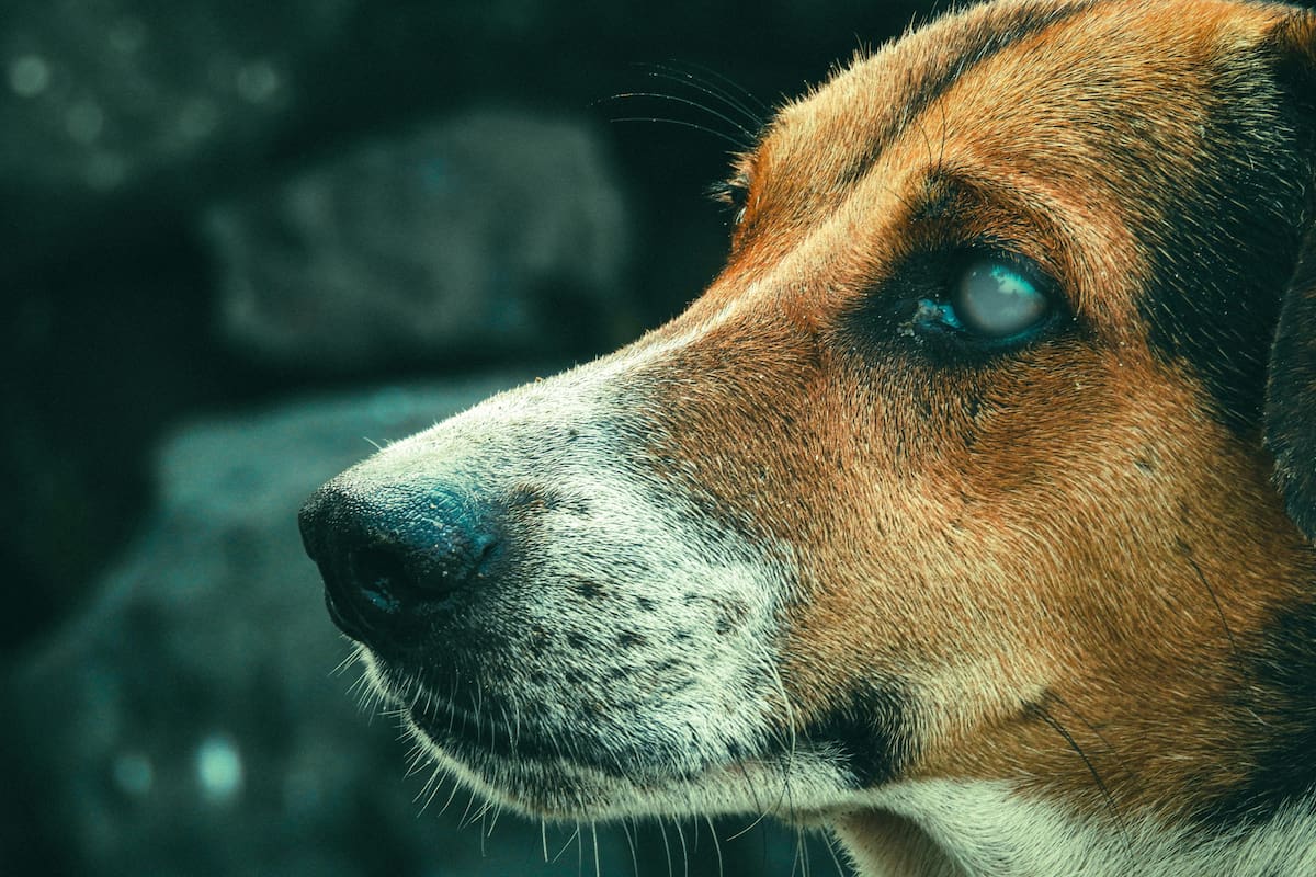 Cómo identificar que mi perro se está quedando ciego