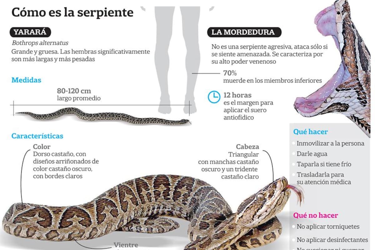 Cómo identificar una yarará y qué hacer en caso de mordedura