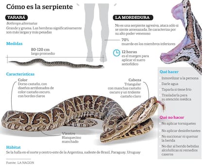 Cómo identificar una yarará y qué hacer en caso de mordedura
