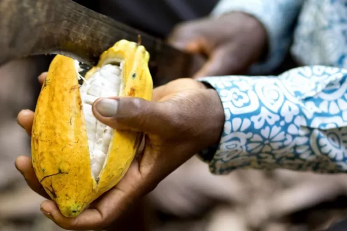 Cómo la ciencia está mejorando el sabor del chocolate