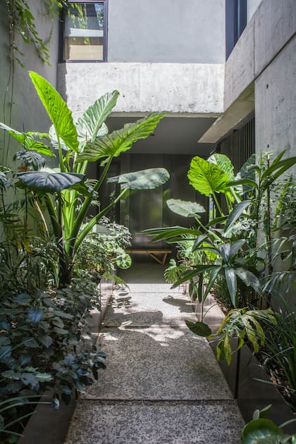 Como la construcción está entre medianeras, el patio de entrada, sombrío la mayor parte del día, se plantó con especies de hoja ancha y vibra tropical (Arquitectura: Gonzalo Bardach, Matias Mosquera; paisajismo: Cristóbal Elgueta, Maria Inés Beveraggi, Fabiana Sambresqui)
