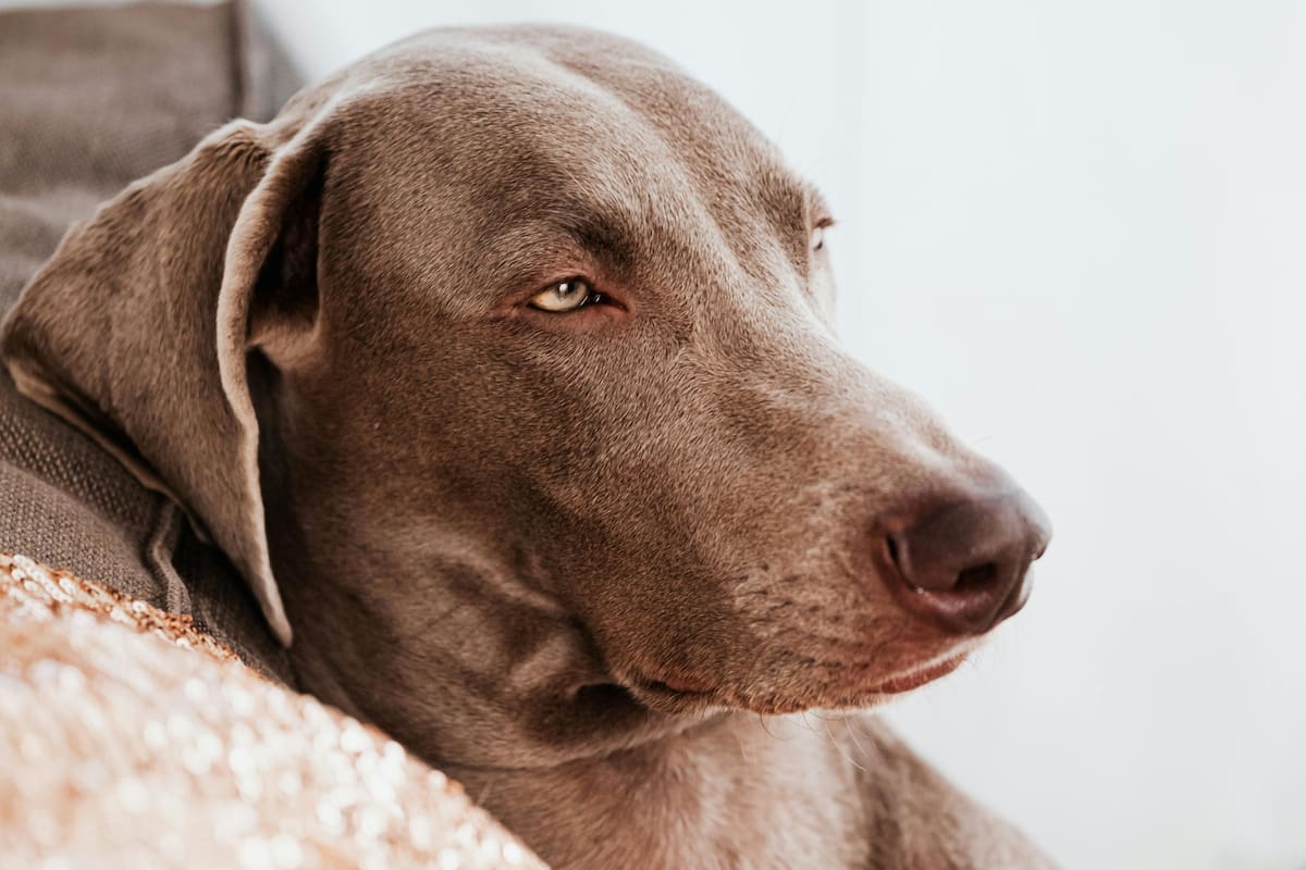 Cómo la otitis podría afectar la vida de los perros