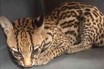 ¿Cómo llegó un ocelote a un apartamento del sur de Cali?