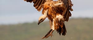 Descubrieron que los buitres podrían frenar la reproducción de pitones birmanas en los Everglades