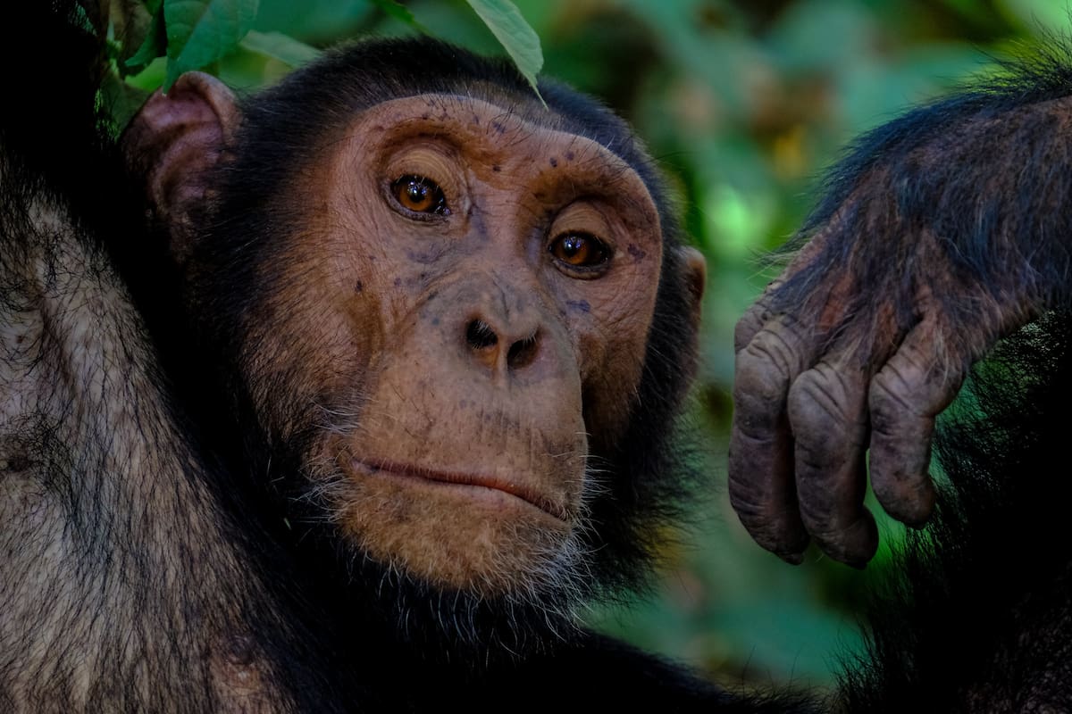 Cómo los chimpancés y otros animales se curan a sí mismos y qué podemos aprender de ellos