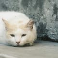 ¿A qué edad se considera a un gato viejo y cómo cuidarlo en sus momentos más complicados?