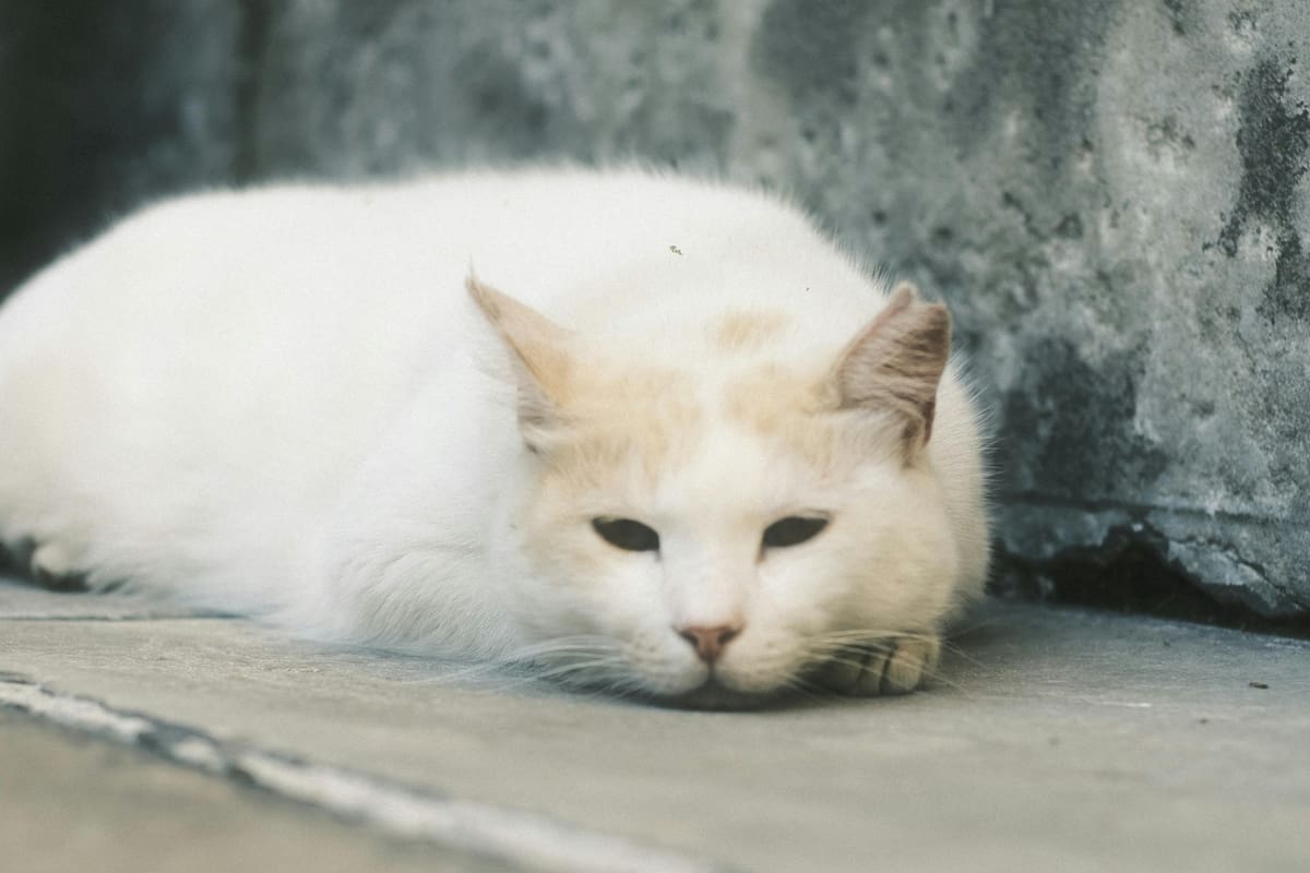 Cómo manifiesta mi gato que ya está viejo