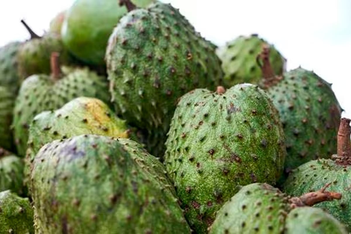 Cómo mejorar tu sistema inmunológico con el té de hojas de guanábana