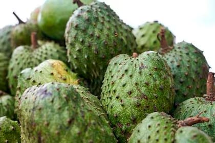 Cómo mejorar tu sistema inmunológico con el té de hojas de guanábana