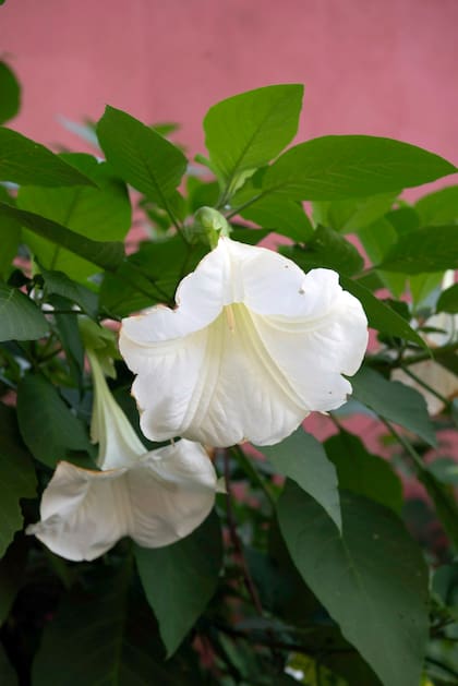 Como muchas plantas de gran potencia aromática, el floripondio tiene componentes tóxicos que requieren un manejo cuidadoso