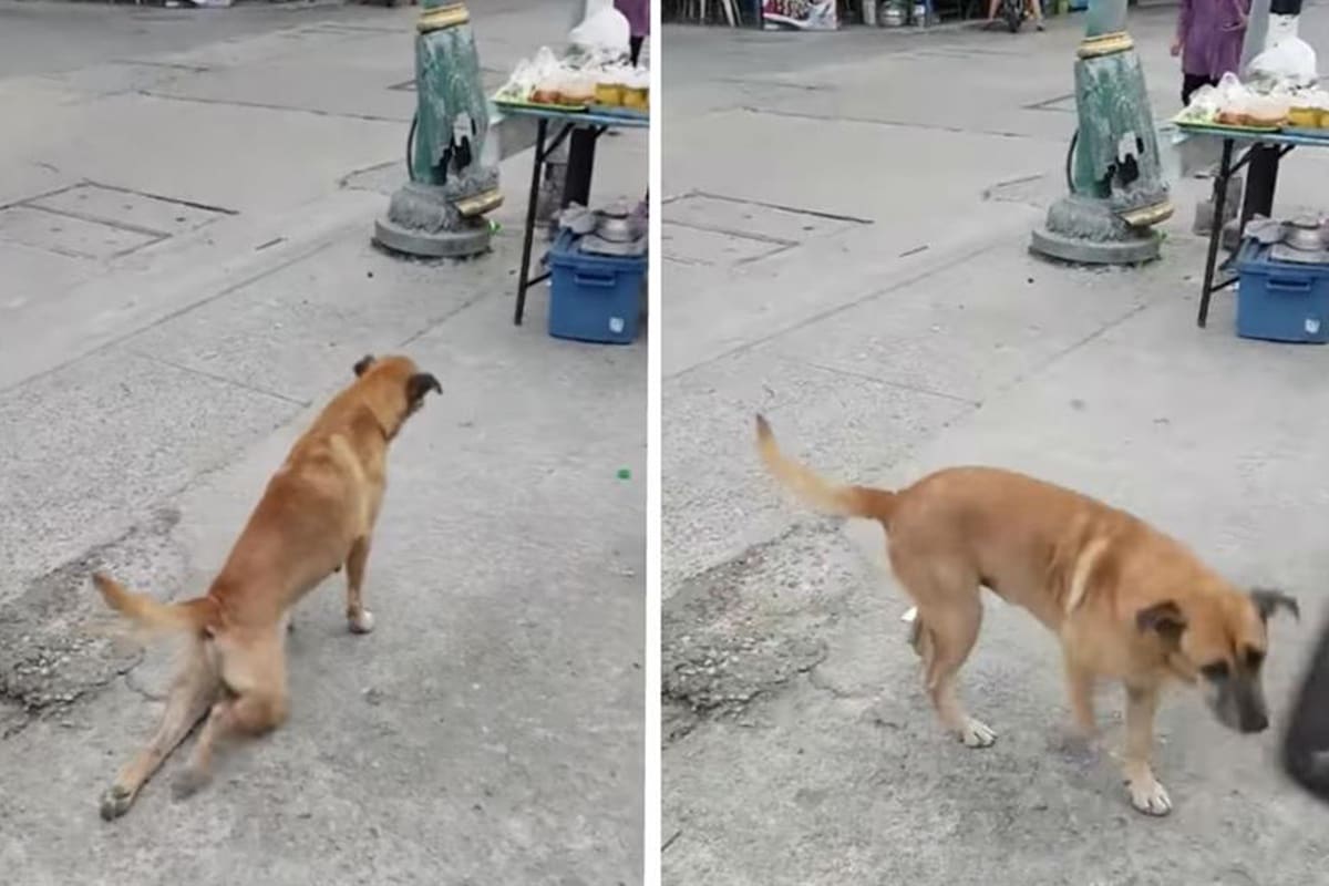 Como por arte de magia, el can sale caminando tras su actuación