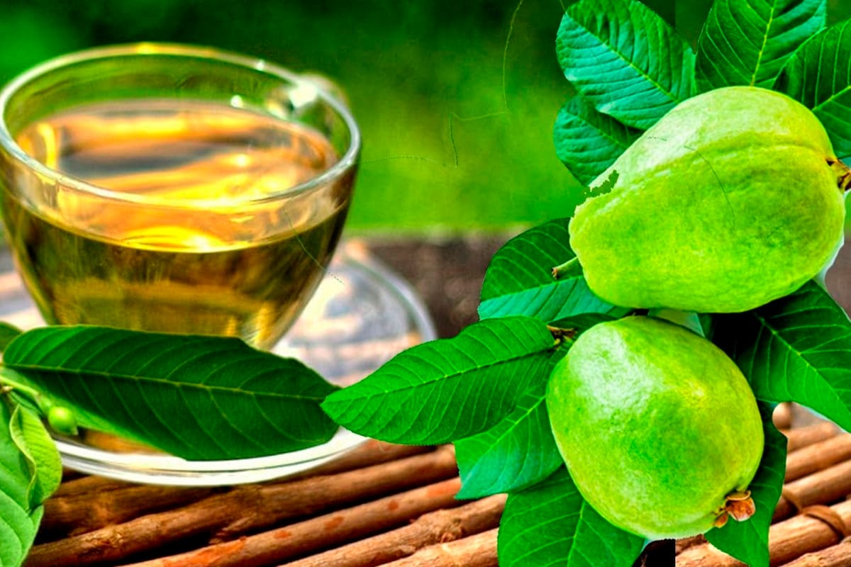 Cómo preparar el té de hojas de guayaba: puede servir para la digestión y adelgazar
