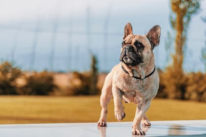 Cómo prevenir un golpe de calor en tu mascota este verano