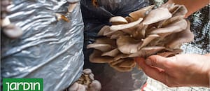 El hongo que crece sin sol, el fácil de cultivar y puede dar hasta tres cosechas