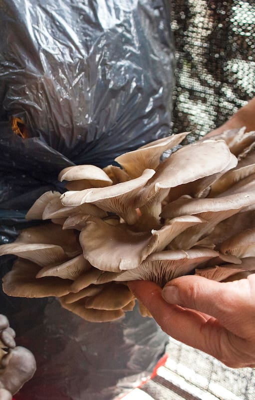 Cómo producir hongos en casa y aprovechar un rincón sin sol