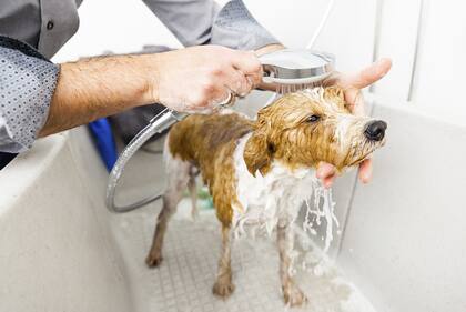 Cómo proteger a tu mascota en el momento del baño: los cuidados para su tipo de piel