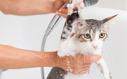Cómo proteger a tu mascota en el momento del baño: los cuidados para su tipo de piel