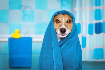 Cómo proteger a tu mascota en el momento del baño: los cuidados para su tipo de piel