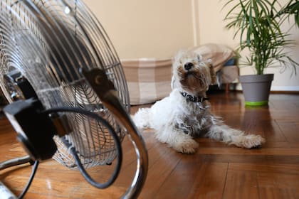 ¿Cómo puedo saber si mi perro tiene calor y qué hacer para refrescarlo?