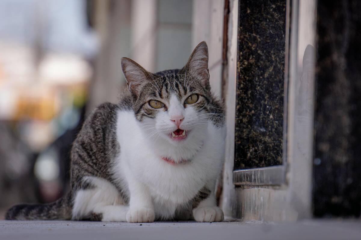 Cómo reaccionan los gatos ante el llamado de su dueño