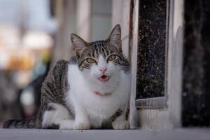 Cómo reaccionan los gatos ante el llamado de su dueño