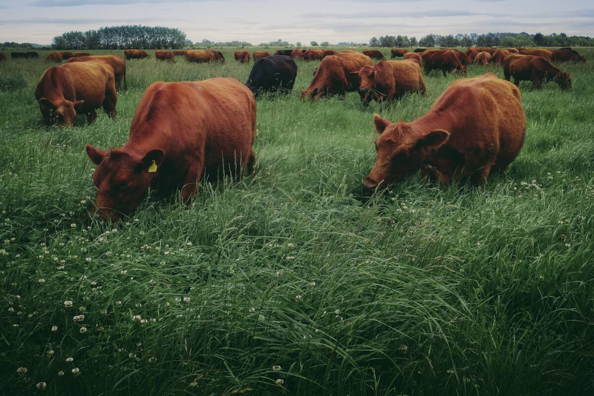 Cómo reconocer los cortes del ganado que se alimenta a 100 % a pastura