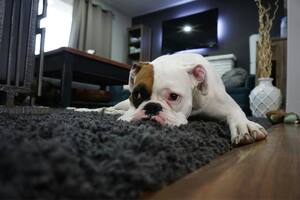 Cómo reconocer si mi perro está intoxicado por comer plantas