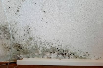 Cómo remover el moho de las paredes con un sencillo truco alemán