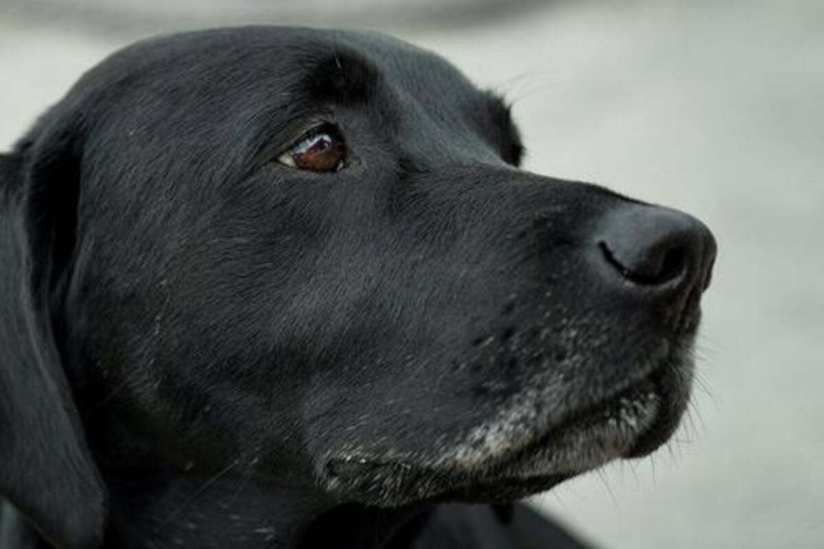 Cómo resguardar del frio a tus mascotas