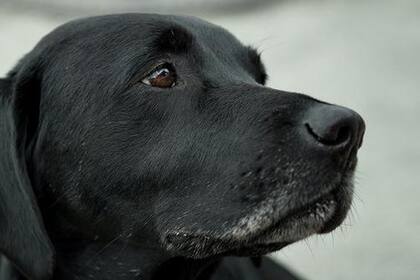 Cómo resguardar del frio a tus mascotas