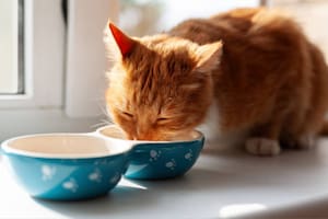 Cómo saber cuál es el mejor plato para tu mascota (Foto: iStock)