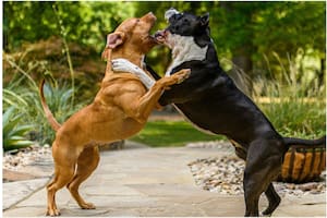 Cómo saber cuándo dos perros están jugando o peleando