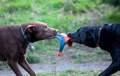 ¿Cómo saber si dos perros están jugando o peleando?