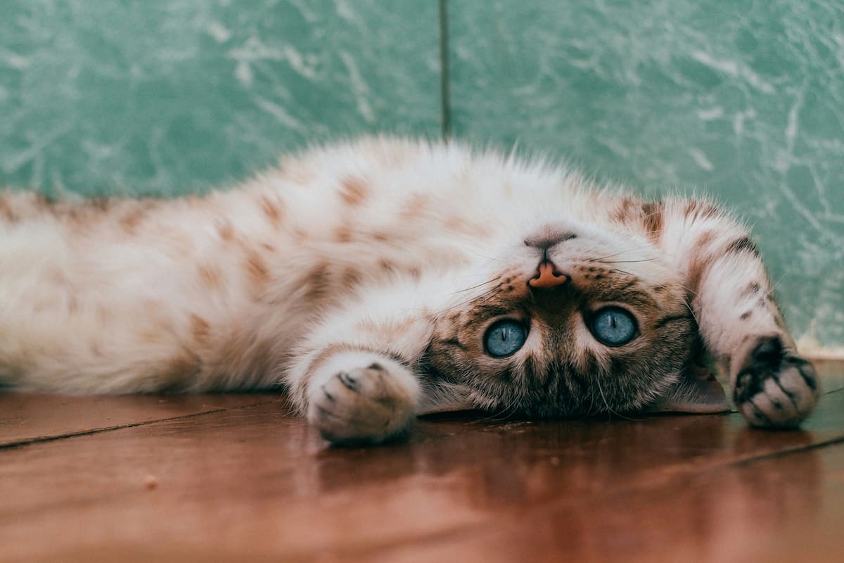 Cómo saber si tu gato necesita actividad física