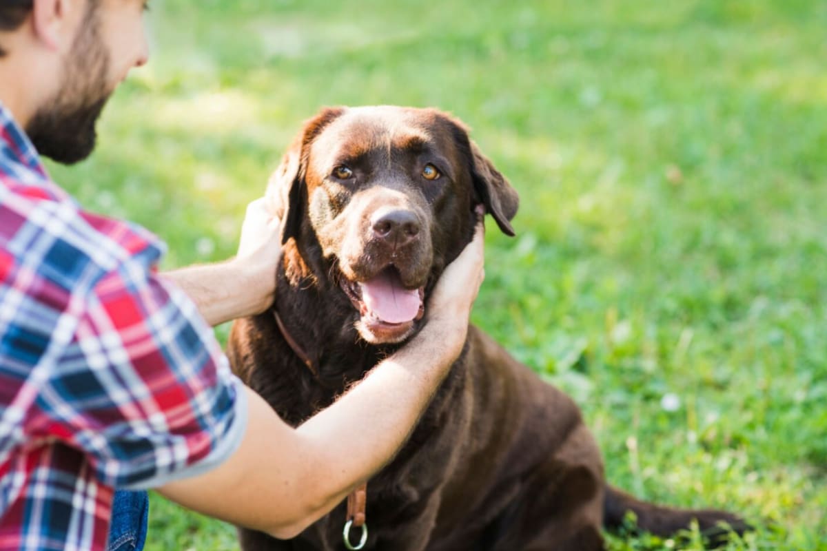 Cómo saber si tu perro se siente cómodo al interactuar con otros (Foto: Freepik)
