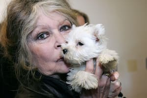 La herencia de Brigitte Bardot: cómo la actriz favoreció a su fundación por sobre a su único hijo