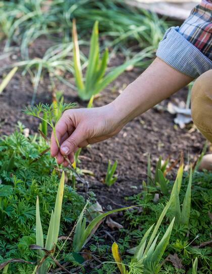 ¿Cómo serán los jardines del futuro? La respuesta está en nuestras manos