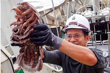 Como si fuera una pesadilla, los científicos encontraron una "cucaracha marina gigante"