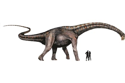 Cómo son los "Colossosaurios", la nueva familia de dinosaurios hallada por argentinos