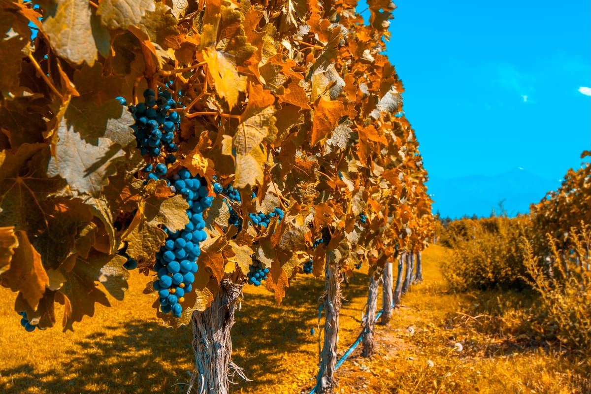 Cómo son los vinos de este sector de Valle de Uco que está en boca de todos