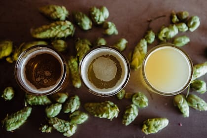 ¿Cómo surgió la cerveza?