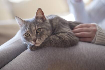 Como una forma de sobrevivir a la pandemia, el dueño de un cine independiente de Pittsburgh recopiló más de 1300 videos originales de gatos y los convirtió en la película oficial del llamado Festival de Cine de Gatos de la Cuarentena
