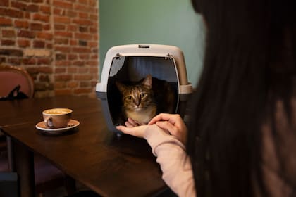 Cómo viajar con tu gato: consejos para una experiencia segura y feliz